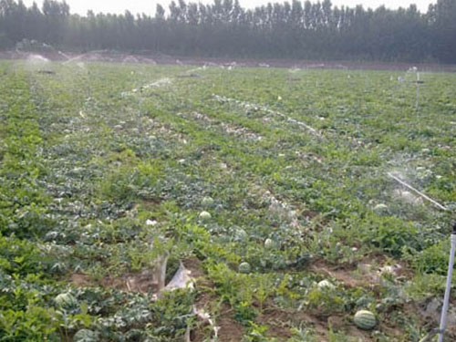 噴灌應(yīng)用案例